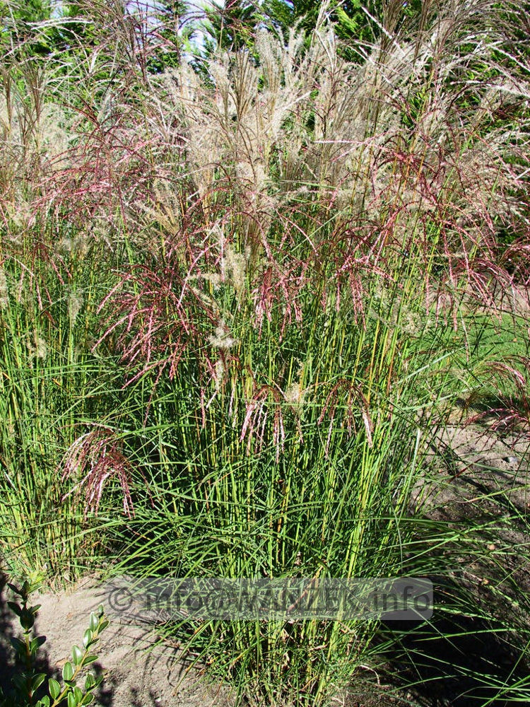 Miscanthus sinensis Kleine Fontaene 06.jpg